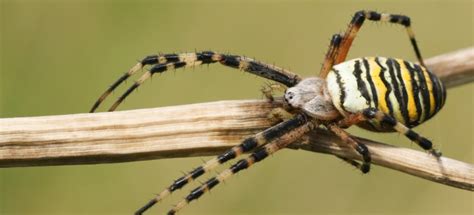 Wasp Spider Facts and Identification .